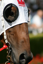 Auzform - Australia and New Zealand Thoroughbred Racing